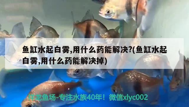 鱼缸水起白雾,用什么药能解决?(鱼缸水起白雾,用什么药能解决掉) 黄金达摩鱼