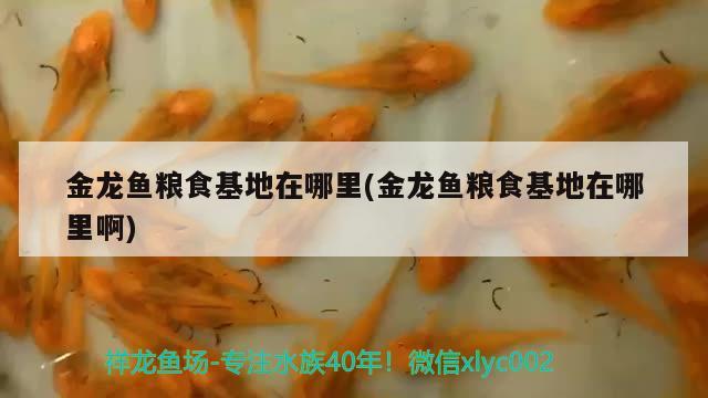 鱼缸能不能见太阳光：我家鱼缸位置不见阳光，鱼缸上用加紫外线灯吗 养鱼的好处 第1张