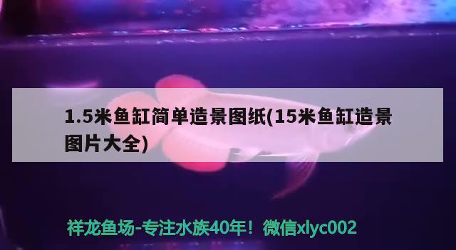 1.5米鱼缸简单造景图纸(15米鱼缸造景图片大全) 新加坡号半红龙鱼（练手级红龙鱼） 第2张