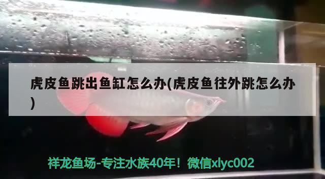 鱼缸用什么清洗剂(鱼缸拿什么清洗) 黑云鱼