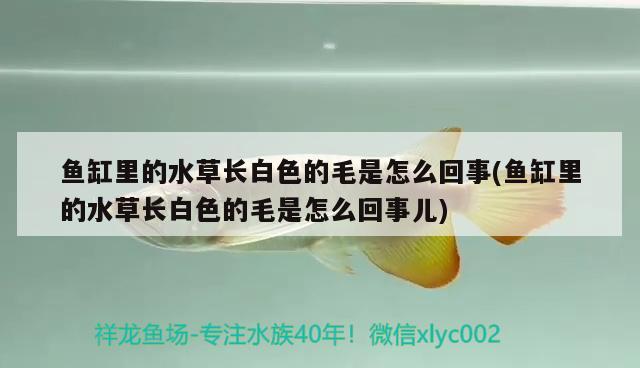 鱼缸里的水草长白色的毛是怎么回事(鱼缸里的水草长白色的毛是怎么回事儿) 水草