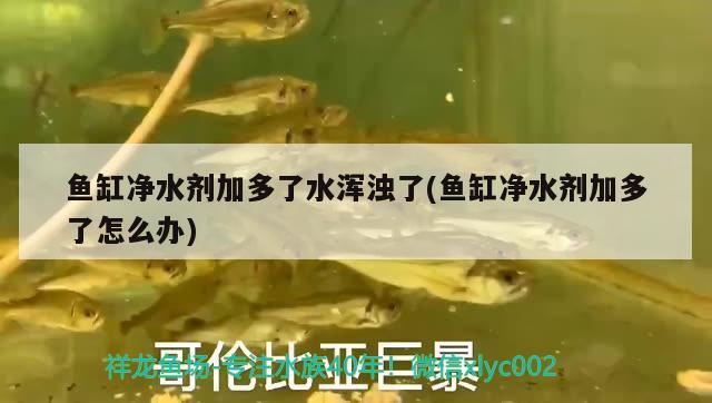 鳇鱼多少钱一斤(鳇鱼图片)，鲟鱼热水可以养吗 观赏鱼 第2张