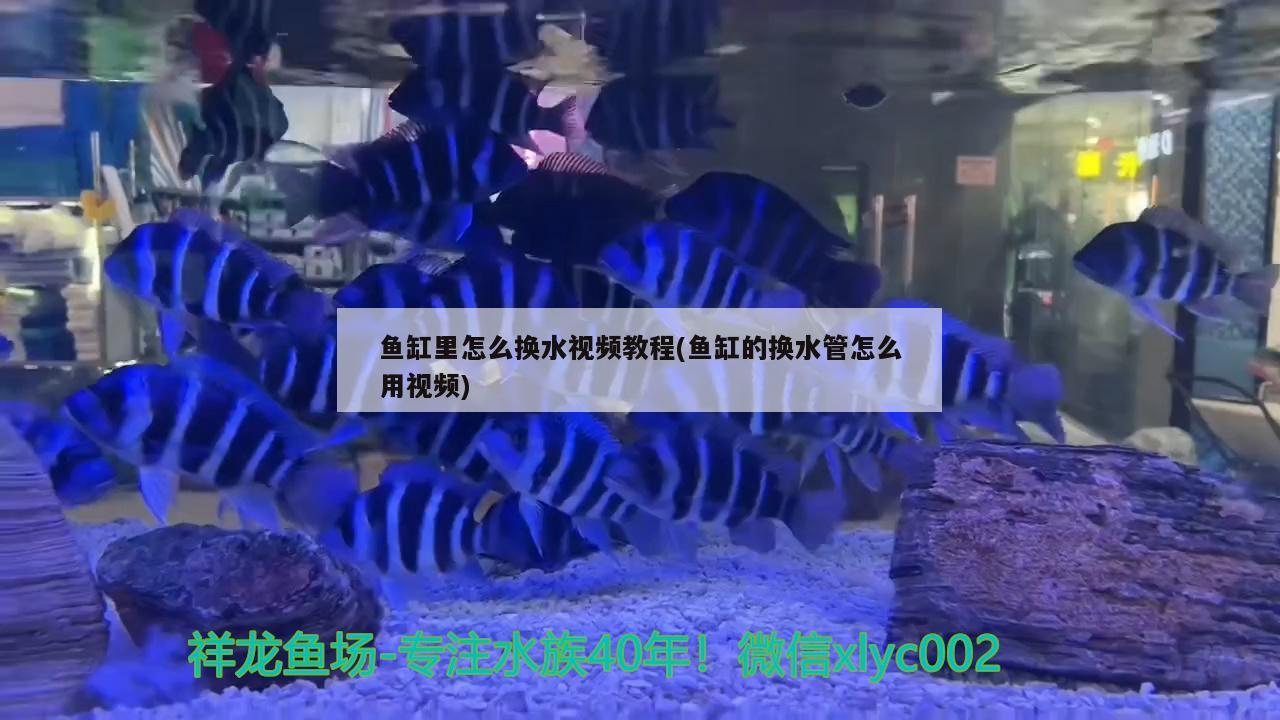 鱼缸里怎么换水视频教程(鱼缸的换水管怎么用视频) 过背金龙鱼