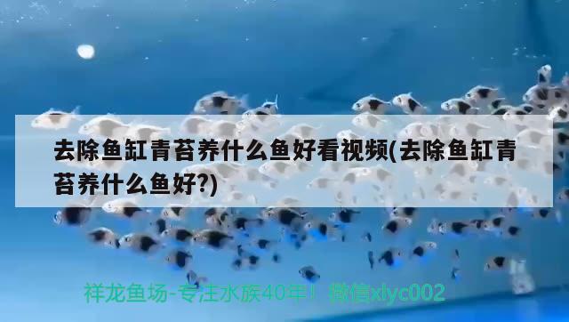 去除鱼缸青苔养什么鱼好看视频(去除鱼缸青苔养什么鱼好?)