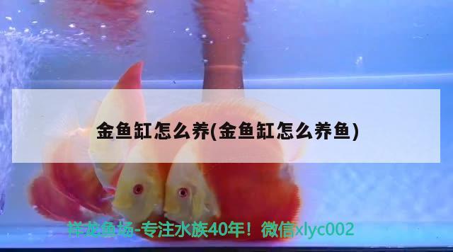 金鱼缸怎么养(金鱼缸怎么养鱼) 其它水族用具设备