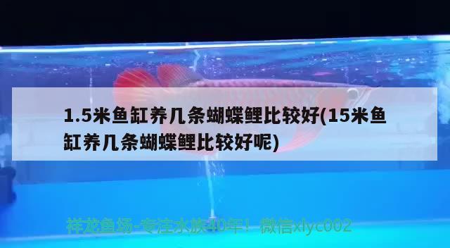 1.5米鱼缸养几条蝴蝶鲤比较好(15米鱼缸养几条蝴蝶鲤比较好呢) 蝴蝶鲤