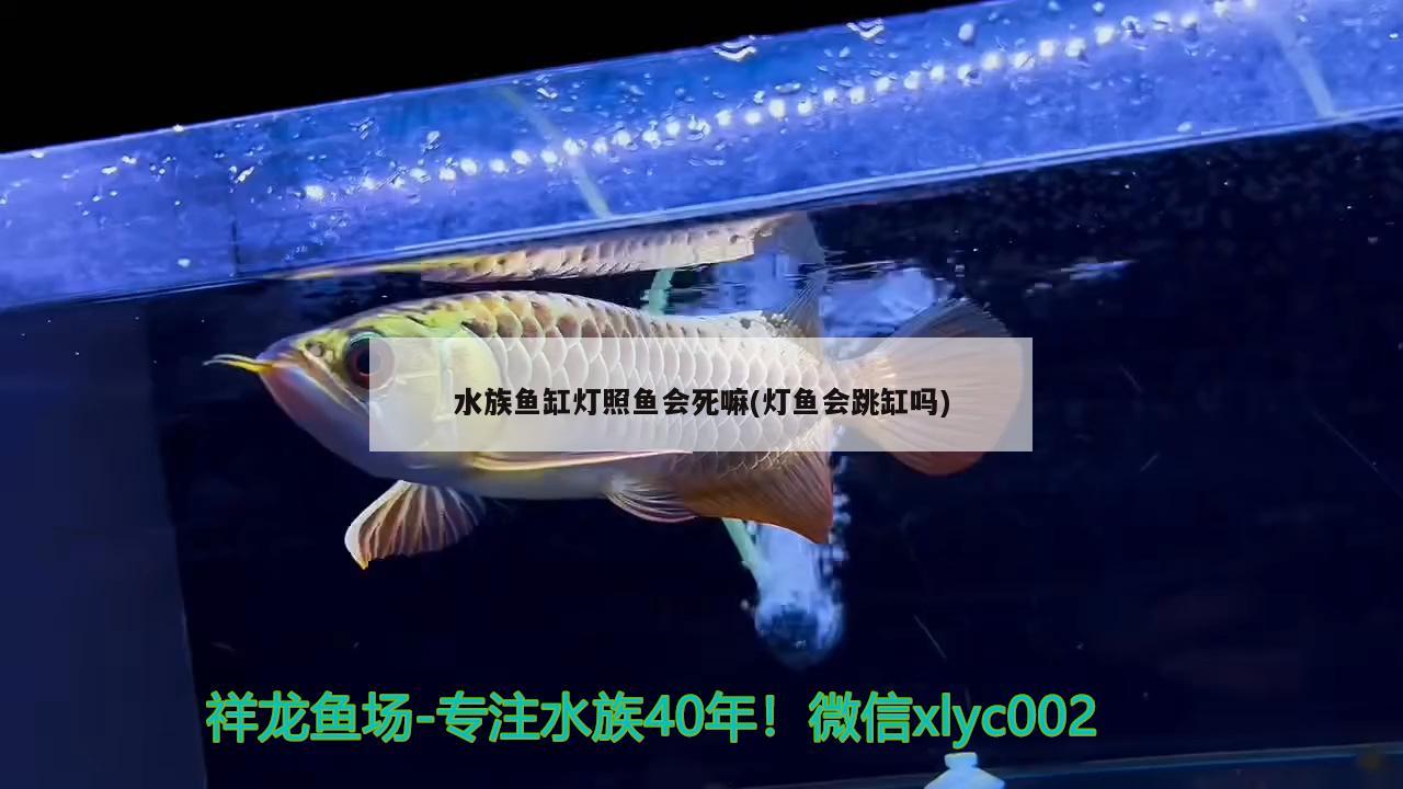 水族鱼缸灯照鱼会死嘛(灯鱼会跳缸吗) 福虎/异型虎鱼/纯色虎鱼