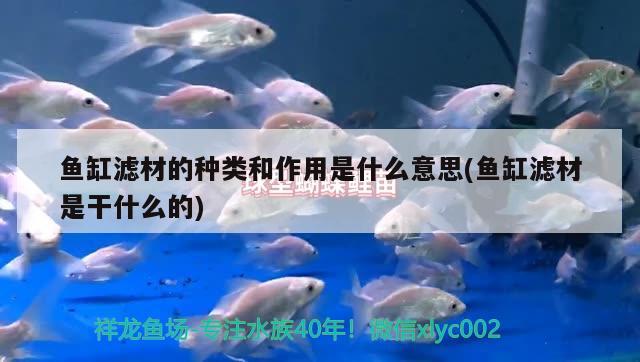 鱼缸滤材的种类和作用是什么意思(鱼缸滤材是干什么的) 黄金河虎鱼