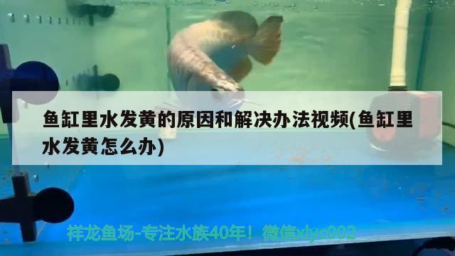 鱼缸里水发黄的原因和解决办法视频(鱼缸里水发黄怎么办)