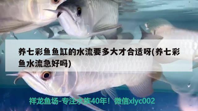 养七彩鱼鱼缸的水流要多大才合适呀(养七彩鱼水流急好吗)