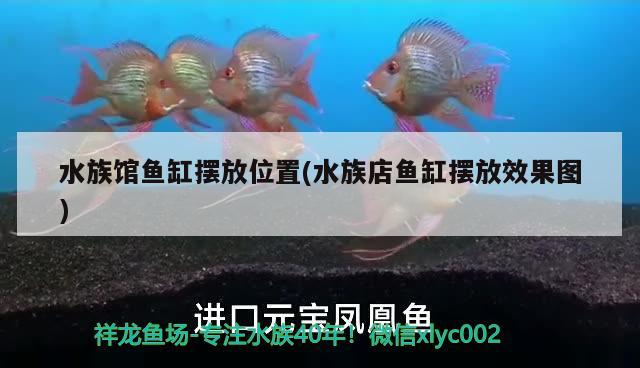 水族馆鱼缸摆放位置(水族店鱼缸摆放效果图) 飞凤鱼