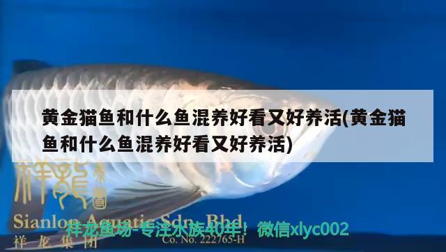 养金龙鱼水温多少合适啊夏天养（金龙鱼的适宜温度是多少度） 量子养鱼技术 第1张