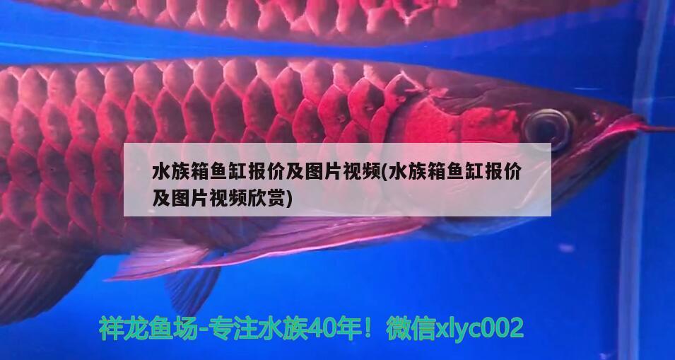 水族箱鱼缸报价及图片视频(水族箱鱼缸报价及图片视频欣赏) 鱼缸/水族箱