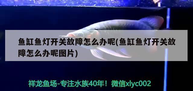 三亚亚特兰蒂斯鱼缸怎么样（三亚亚特兰蒂斯水族馆官网） 雪龙鱼