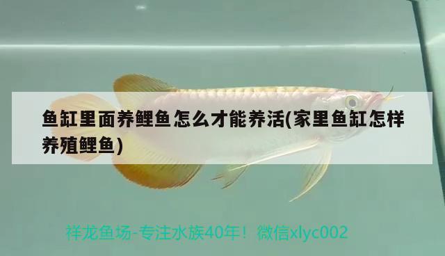 鱼缸里面养鲤鱼怎么才能养活(家里鱼缸怎样养殖鲤鱼) 水族用品