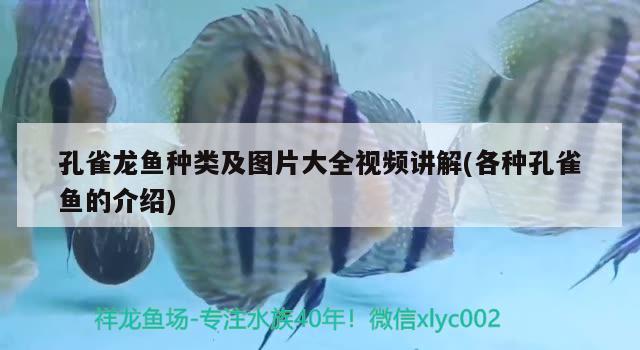 孔雀龙鱼种类及图片大全视频讲解(各种孔雀鱼的介绍) 纯血皇冠黑白魟鱼