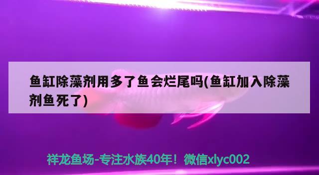 青龙鱼竿参数（青龙鱼竿参数怎么看）