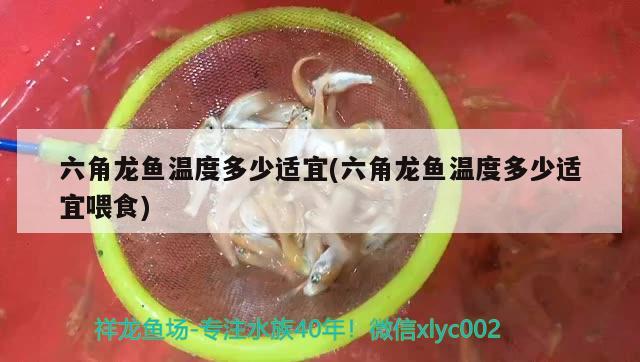 六角龙鱼温度多少适宜(六角龙鱼温度多少适宜喂食) 罗汉鱼