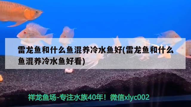 雷龙鱼和什么鱼混养冷水鱼好(雷龙鱼和什么鱼混养冷水鱼好看) 女王大帆鱼苗