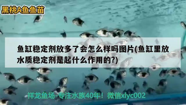 鱼缸稳定剂放多了会怎么样吗图片(鱼缸里放水质稳定剂是起什么作用的?)