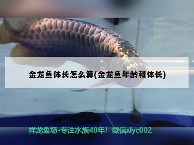 金龙鱼体长怎么算(金龙鱼年龄和体长)