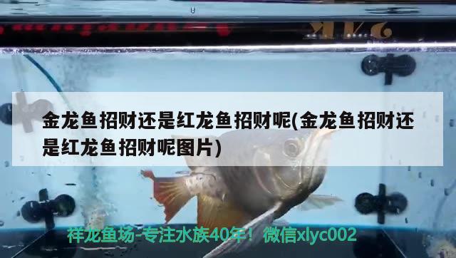 章丘二手鱼缸交易市场地址在哪里：章丘二手厨具市场在哪个位置 养鱼的好处 第3张