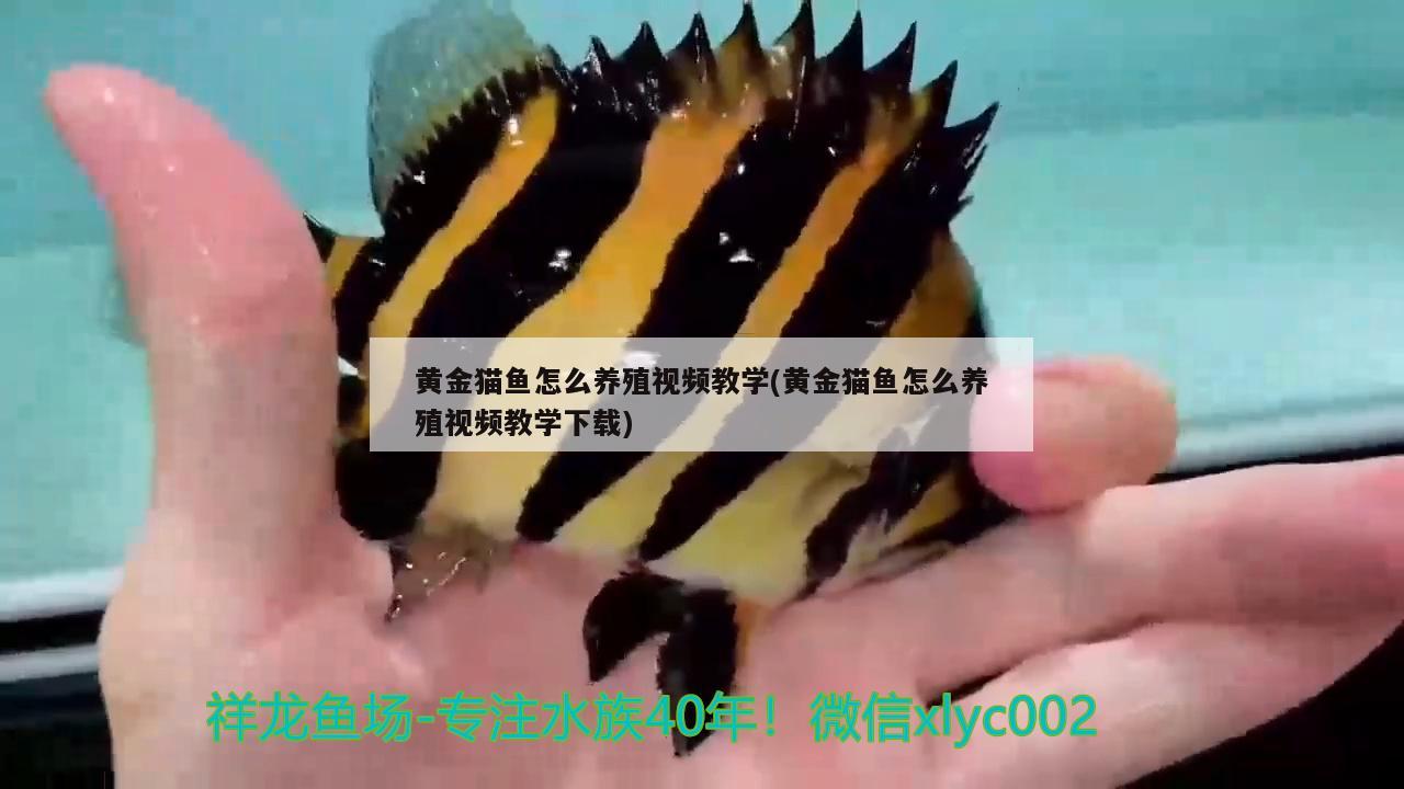 黄金猫鱼怎么养殖视频教学(黄金猫鱼怎么养殖视频教学下载)