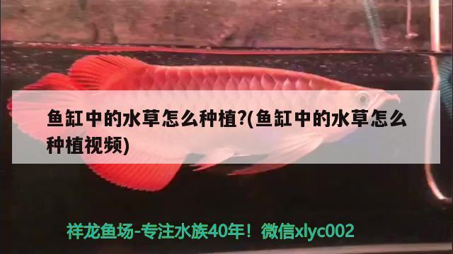 孔雀黄金锦鲤怎么养：怎么养孔雀鱼不死 观赏鱼 第3张