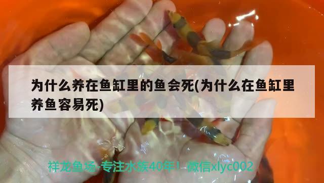 为什么养在鱼缸里的鱼会死(为什么在鱼缸里养鱼容易死) 印尼三纹虎