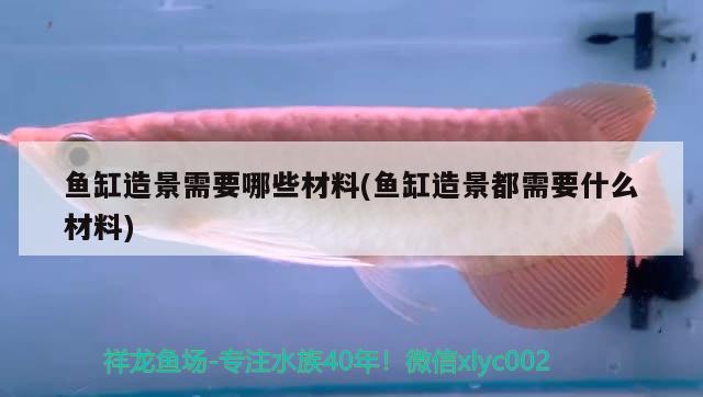 鱼缸造景需要哪些材料(鱼缸造景都需要什么材料) 黄金眼镜蛇雷龙鱼