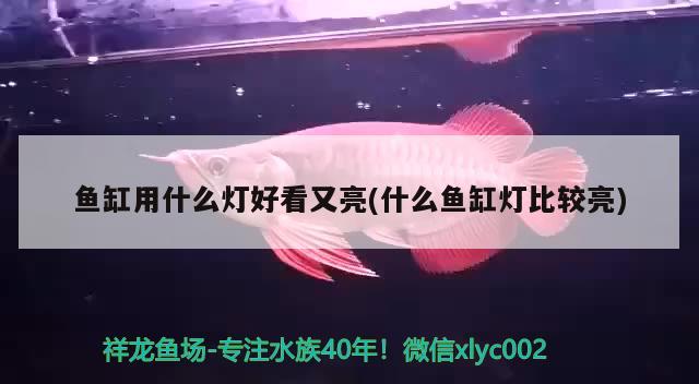 鱼缸用什么灯好看又亮(什么鱼缸灯比较亮) 观赏鱼市场 第3张