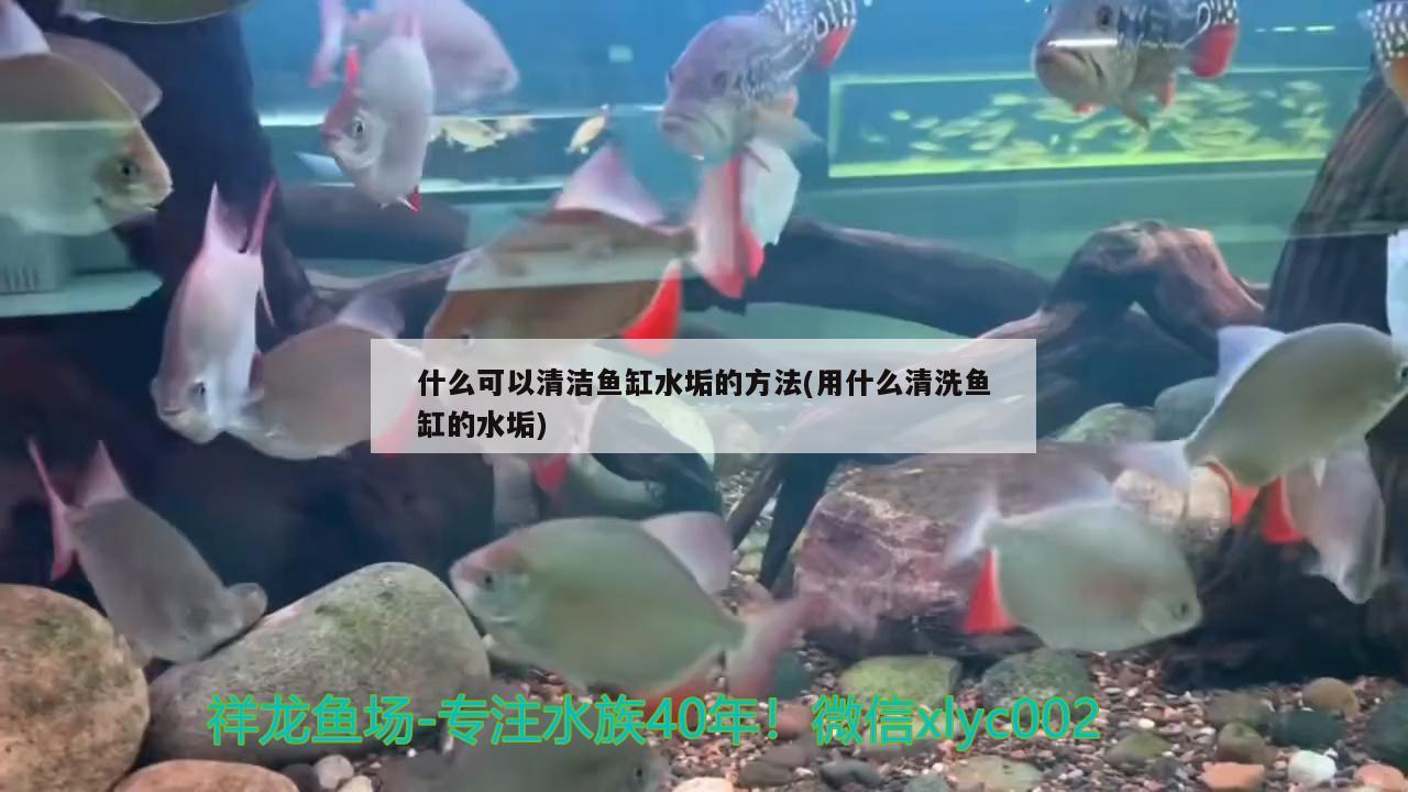 什么可以清洁鱼缸水垢的方法(用什么清洗鱼缸的水垢) 七彩神仙鱼