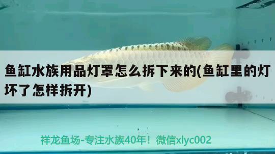 鱼缸水族用品灯罩怎么拆下来的(鱼缸里的灯坏了怎样拆开)