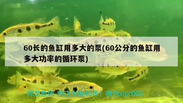 60长的鱼缸用多大的泵(60公分的鱼缸用多大功率的循环泵)