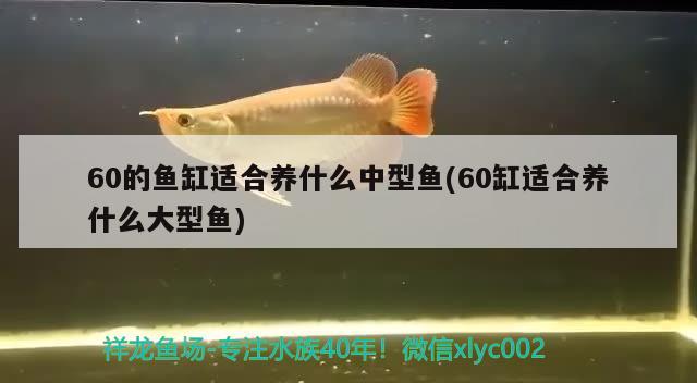 新入缸小红龙 鱼粮鱼药 第1张