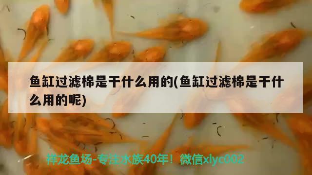 黄帝外经哪个版本好，轩辕皇帝写下的人类第一部医学作者是