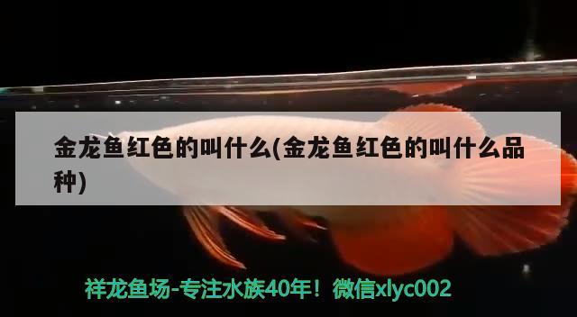 金龙鱼红色的叫什么(金龙鱼红色的叫什么品种) 绿皮皇冠豹鱼