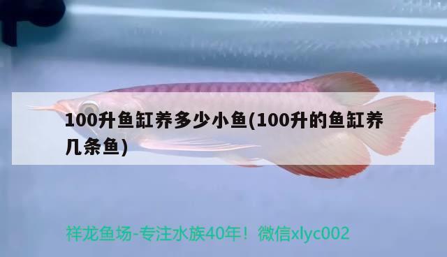 泰国金花罗汉鱼价格：泰国金花罗汉鱼苗 罗汉鱼 第1张