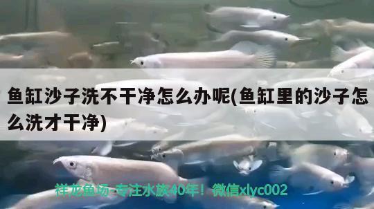 鱼缸沙子洗不干净怎么办呢(鱼缸里的沙子怎么洗才干净)