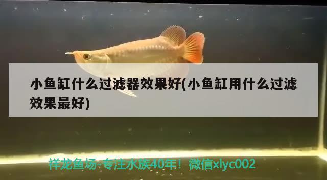 小鱼缸什么过滤器效果好(小鱼缸用什么过滤效果最好) 恐龙王鱼