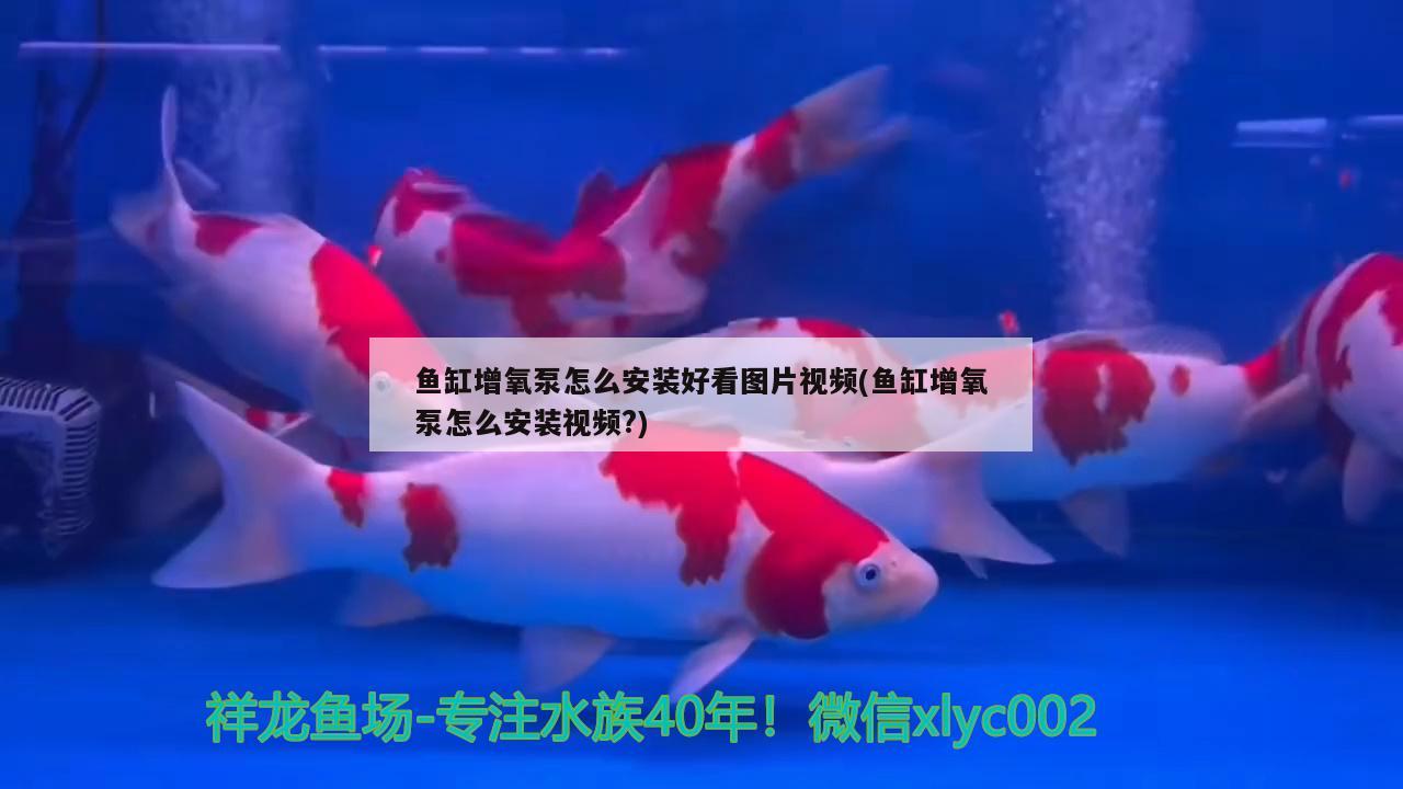 辛集市怡水园水族店（辛集市怡水园水族店电话）