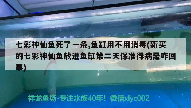 七彩神仙鱼死了一条,鱼缸用不用消毒(新买的七彩神仙鱼放进鱼缸第二天保准得病是咋回事) 七彩神仙鱼