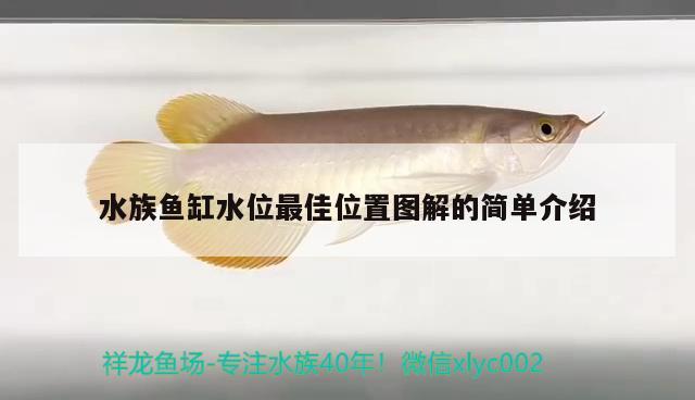 水族鱼缸水位最佳位置图解的简单介绍 观赏鱼百科