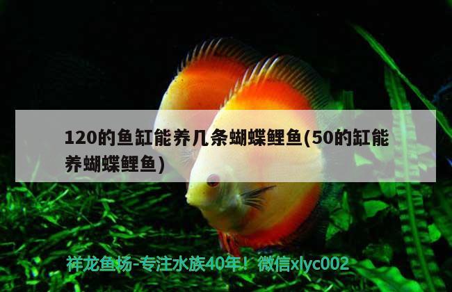 有黑龙鱼吗：黑龙鱼好吃吗 广州水族批发市场 第2张