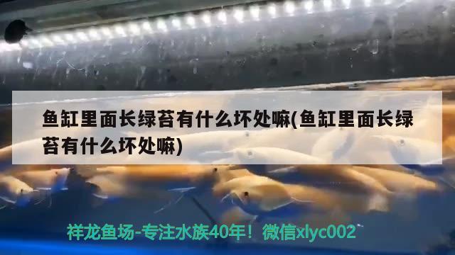 有黑龙鱼吗：黑龙鱼好吃吗 广州水族批发市场 第1张