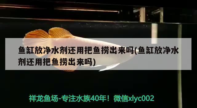 鱼缸放净水剂还用把鱼捞出来吗(鱼缸放净水剂还用把鱼捞出来吗) 观赏鱼市场（混养鱼）