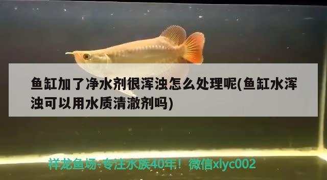 鱼缸加了净水剂很浑浊怎么处理呢(鱼缸水浑浊可以用水质清澈剂吗) 充氧泵