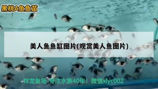 河源市观赏鱼店铺出租价格查询：河源金鱼店铺在哪里 广州水族批发市场 第1张