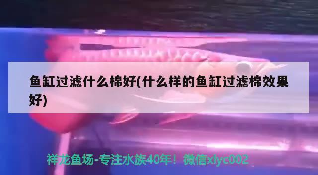 鱼缸过滤什么棉好(什么样的鱼缸过滤棉效果好)