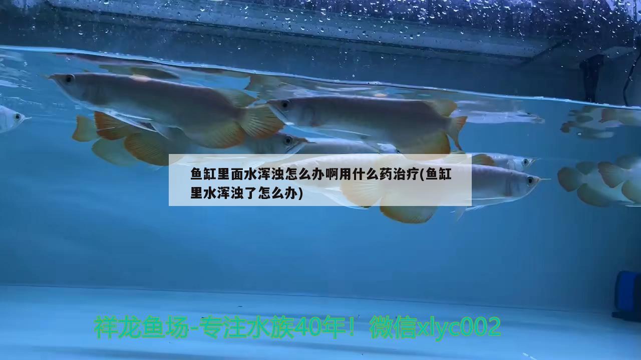 鱼缸里面水浑浊怎么办啊用什么药治疗(鱼缸里水浑浊了怎么办) 白条过背金龙鱼